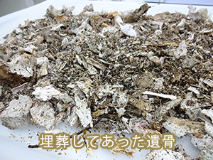 埋葬してあった遺骨